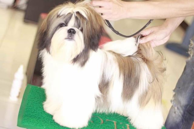 Shih tzu você encontra no canil ps