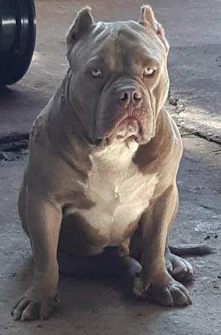 Cobertura de American Bully
