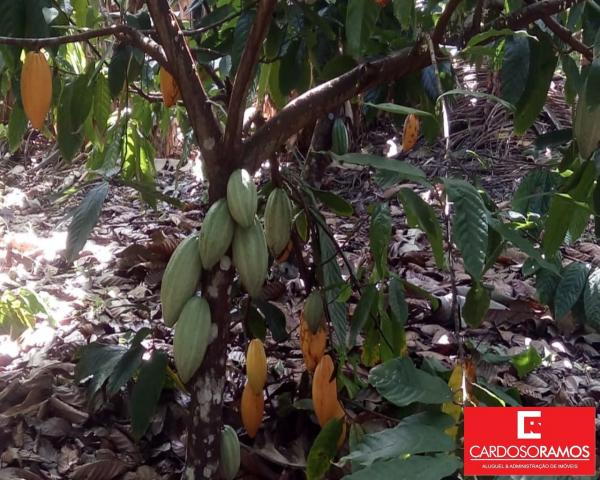Sítio à venda em Acuipe, Ilhéus cod:FA00008 - Foto 3