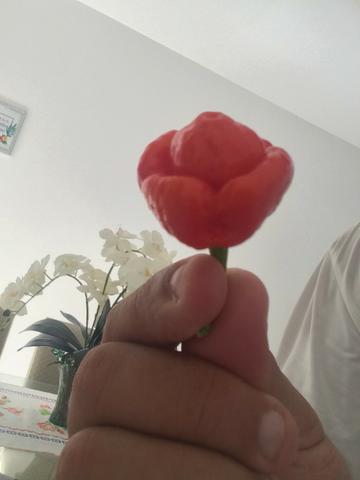 Mudas de Pimentas Nucleares - Foto 4