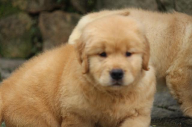 Golden Retriever Filhotes - Foto 4