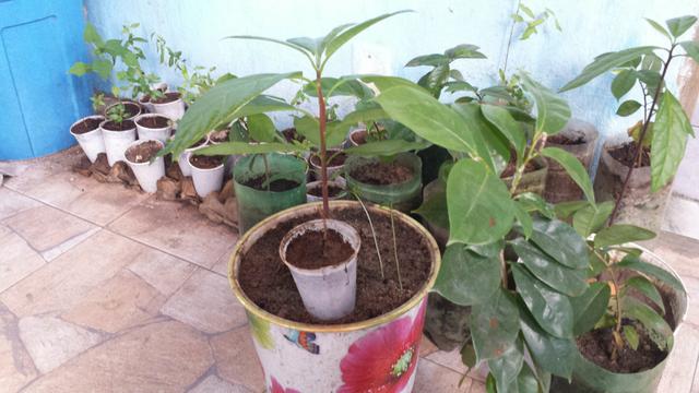 Plantas frutiferas