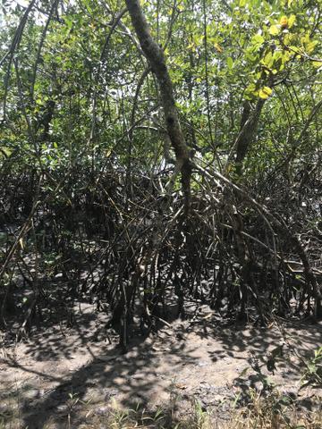 Margens do Jacuipe - Foto 3