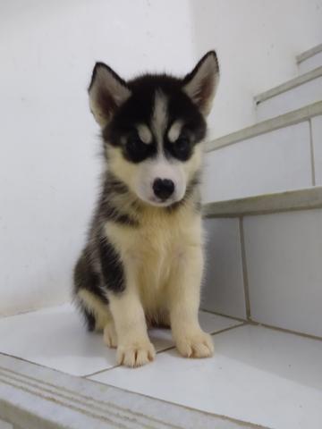Filhote de Husky Siberiano - Foto 4