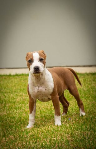 Filhotes de American Staffordshire terrier (amstaff) com PEDIGREE