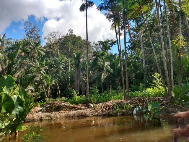 Vendo terreno rural no Rio vila Nova - Foto 4