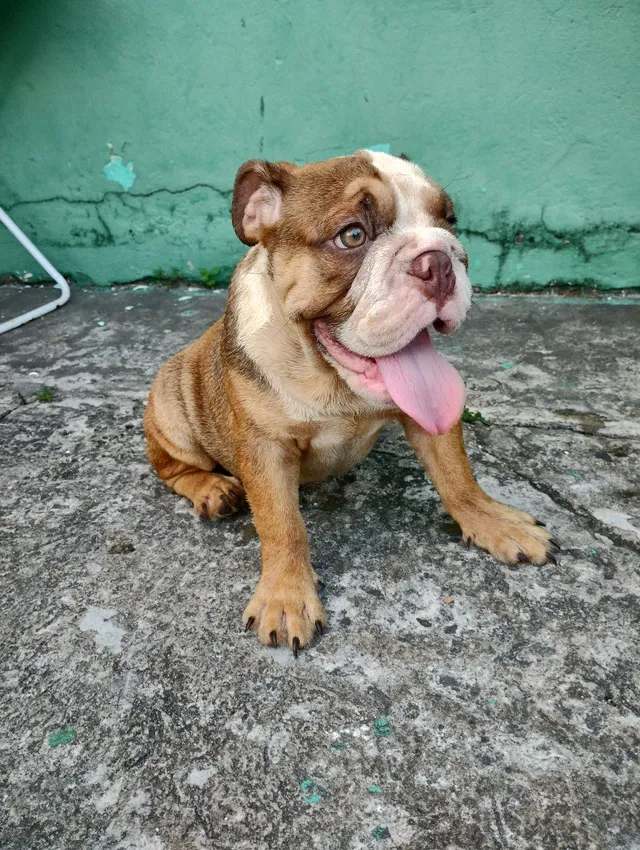 Bulldog ingles preto  +24 anúncios na OLX Brasil