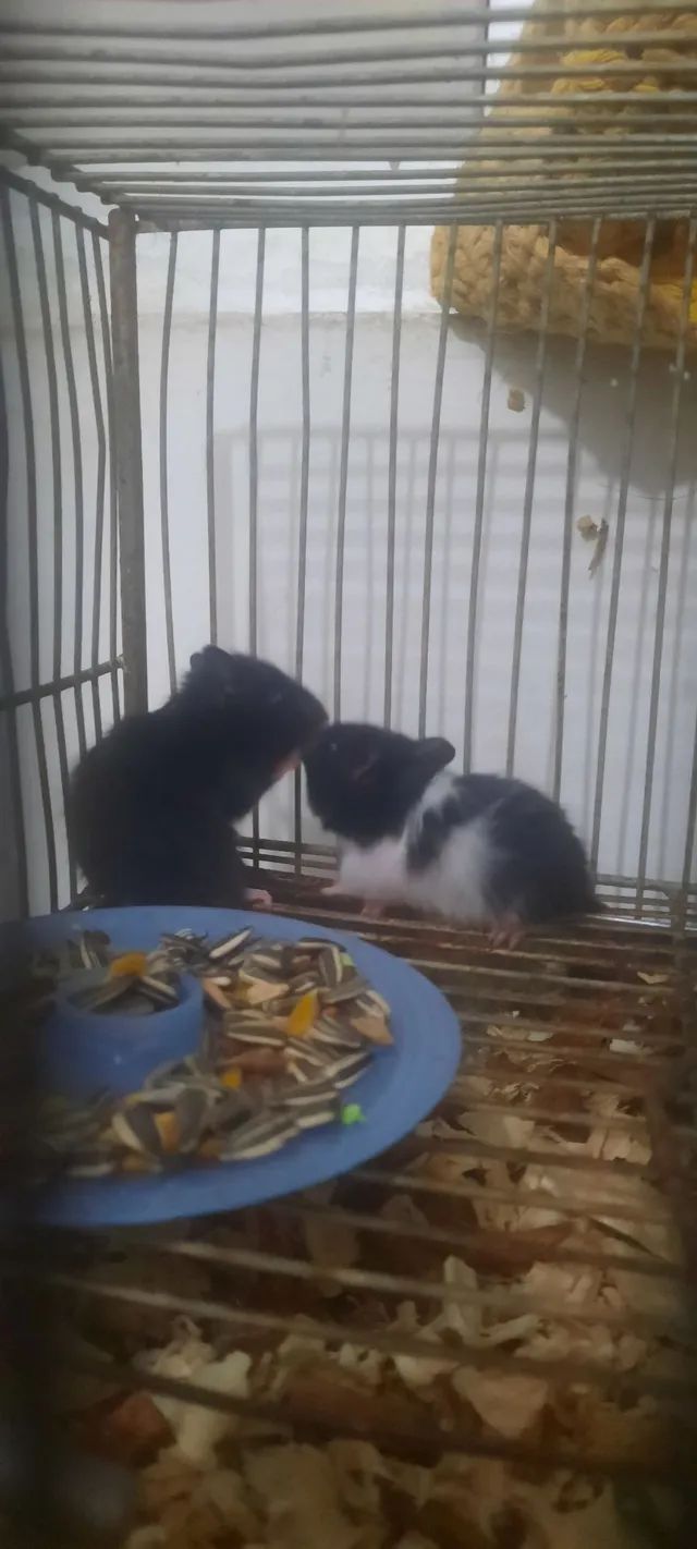Filhotes de hamster sírio 