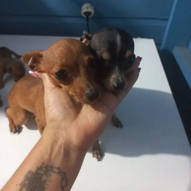 Vendo filhotes de pinscher  - Foto 2