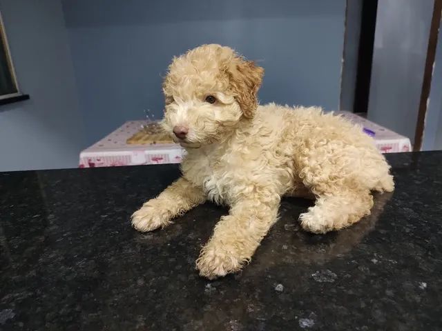 Filhote Poodle N°2