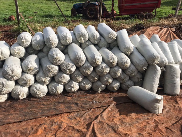 Silagem de Milho Ensacada - Pronta Entrega em Cascavel - Foto 4