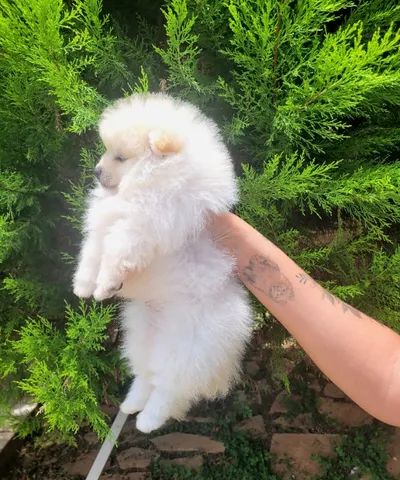 Spitz Alemão anão fêmea - Lulu da Pomerânia - 12x sem juros - Foto 6