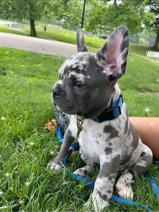  Bulldog Francês Merle