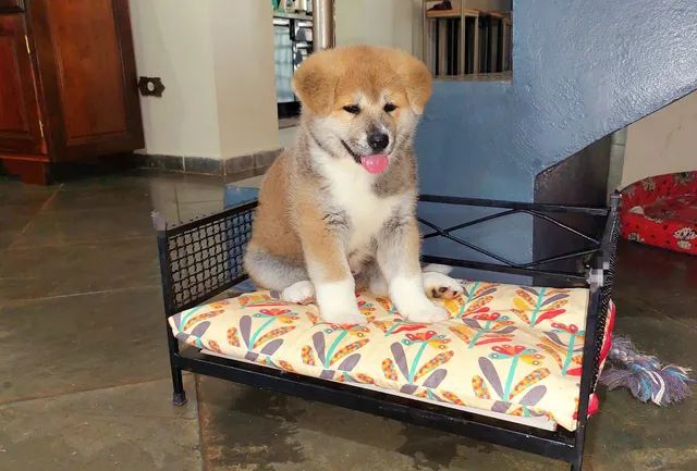 Akita inu hot sale olx