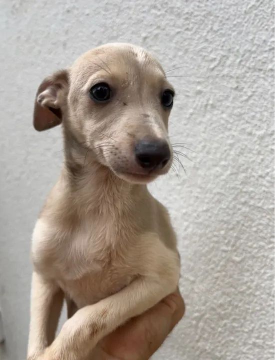 Galgos Italianos - Lindos Filhotes