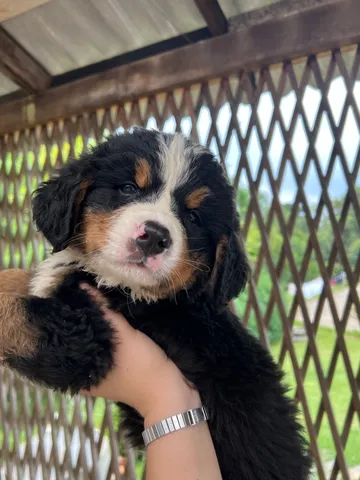 Bernese olx hot sale