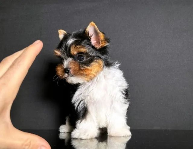 Biewer Terrier: Companheiro de Estilo e Carinho