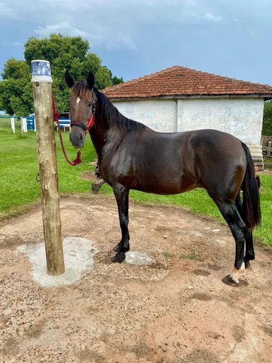 Égua Mangalarga Paulista Registrada ! Manda - Foto 3
