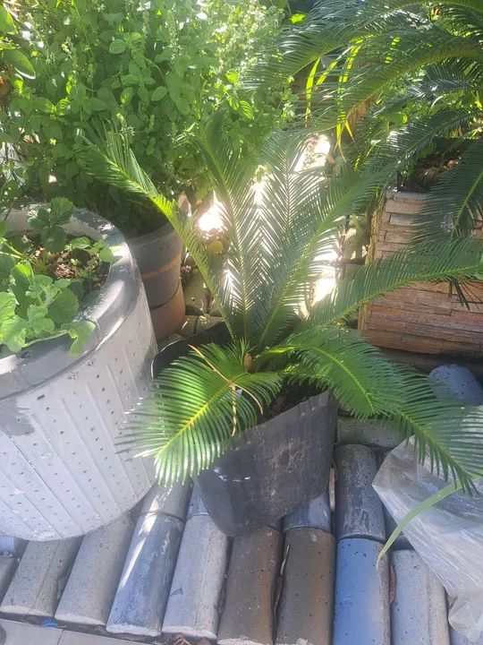 Cycas  de jardim  ! - Foto 5
