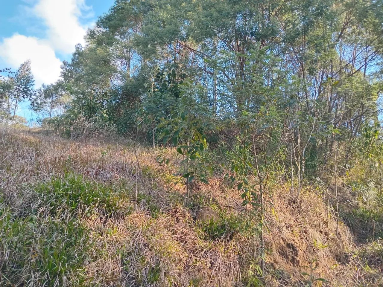Terreno à venda em Antônio Carlos - Bairro Egito | - Foto 5