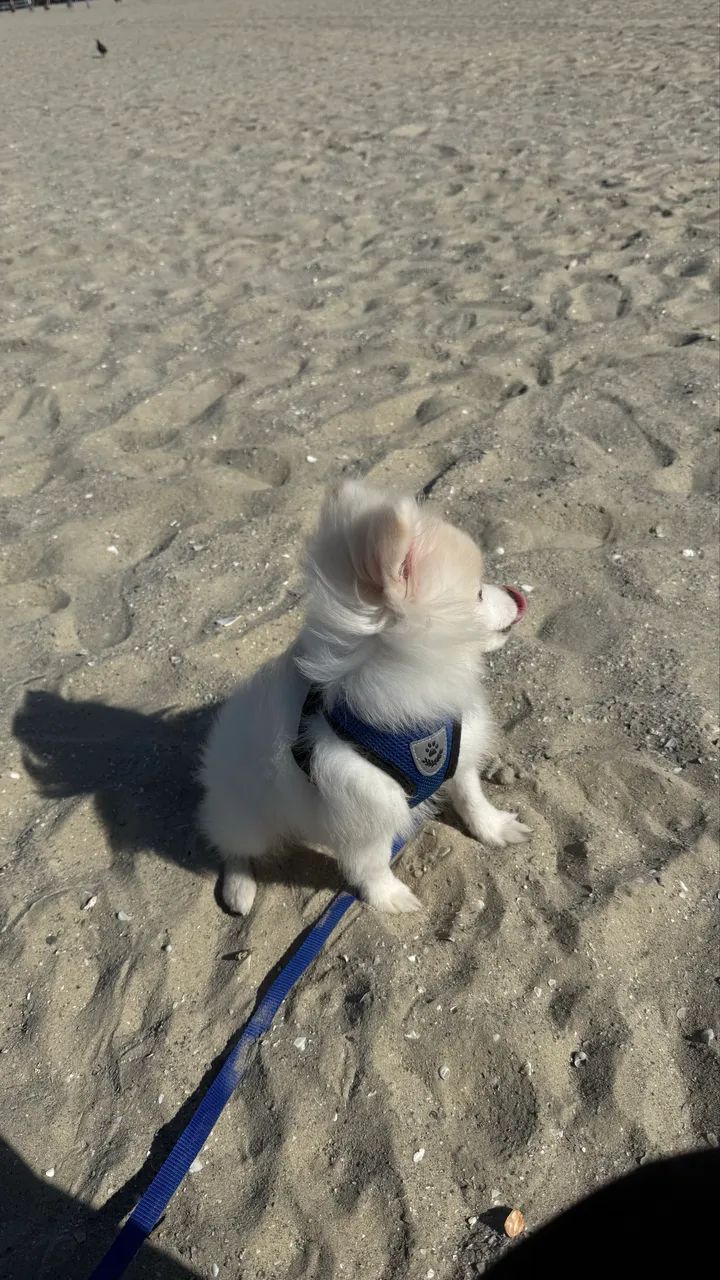 Filhote Lulu da pomerania  - Foto 2