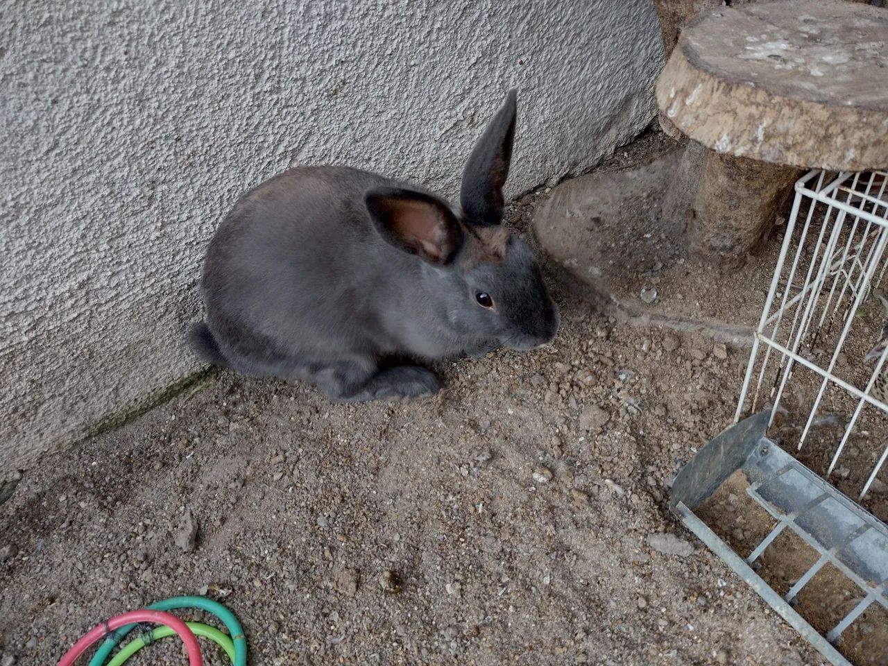 Coelho macho pequeno 4 meses nasceu dia 15/11  - Foto 3