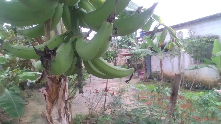 em rorainopolis(mudas de bananas)