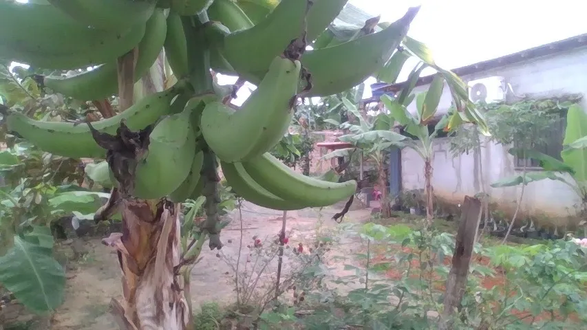 em rorainopolis(mudas de bananas)