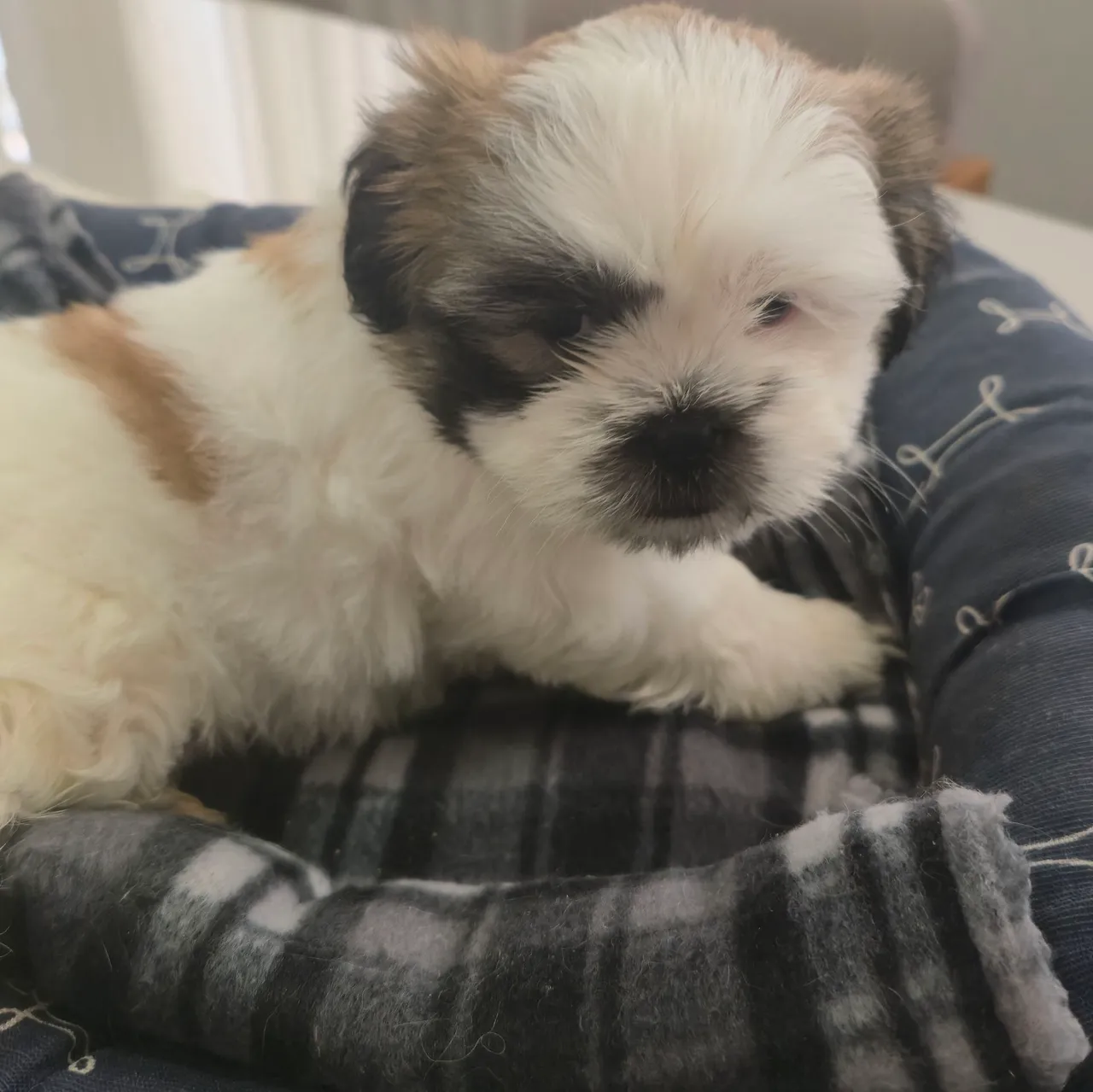 Shih Tzu Fêmea Filhote