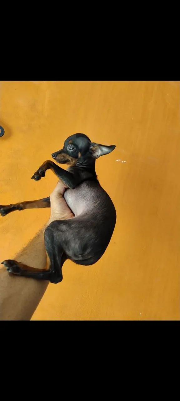 Pinscher macho tem 8  mês - Foto 3