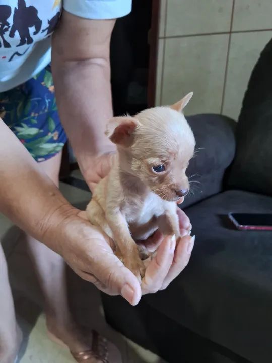 Filhotes de pinscher o bem pequeno  - Foto 3