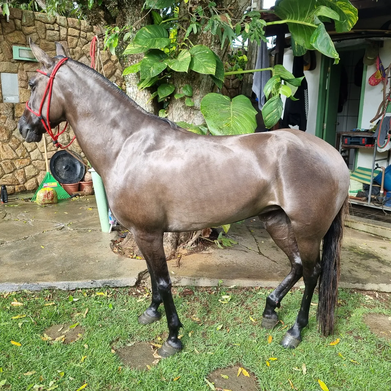 Egua registrada 4 anos