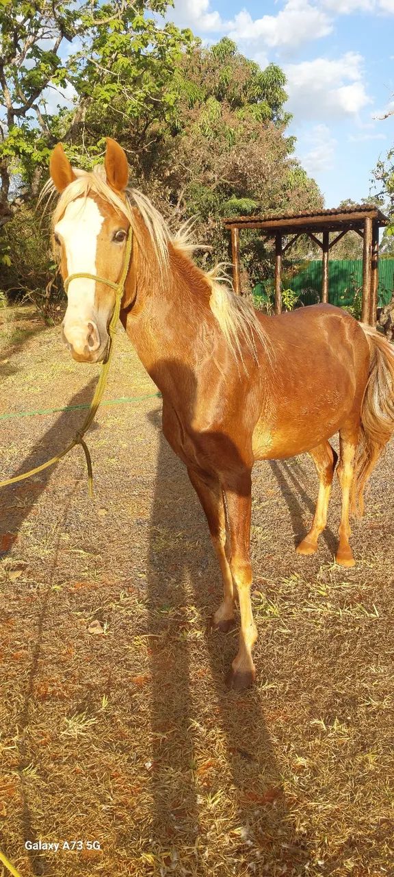 VENDA DE CAVALO - Foto 3