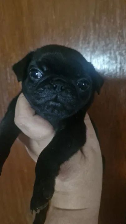 Filhote Pug Preto fêmea 