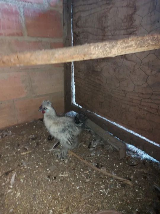 Galinha sedosa do Japão  - Foto 3