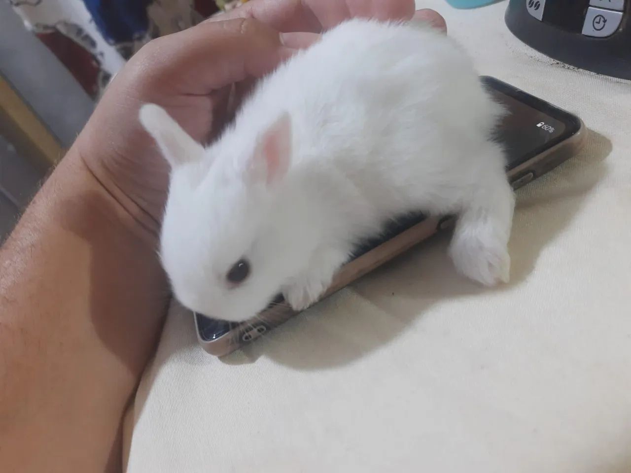 Coelhos Netherlands Mini  - Foto 2