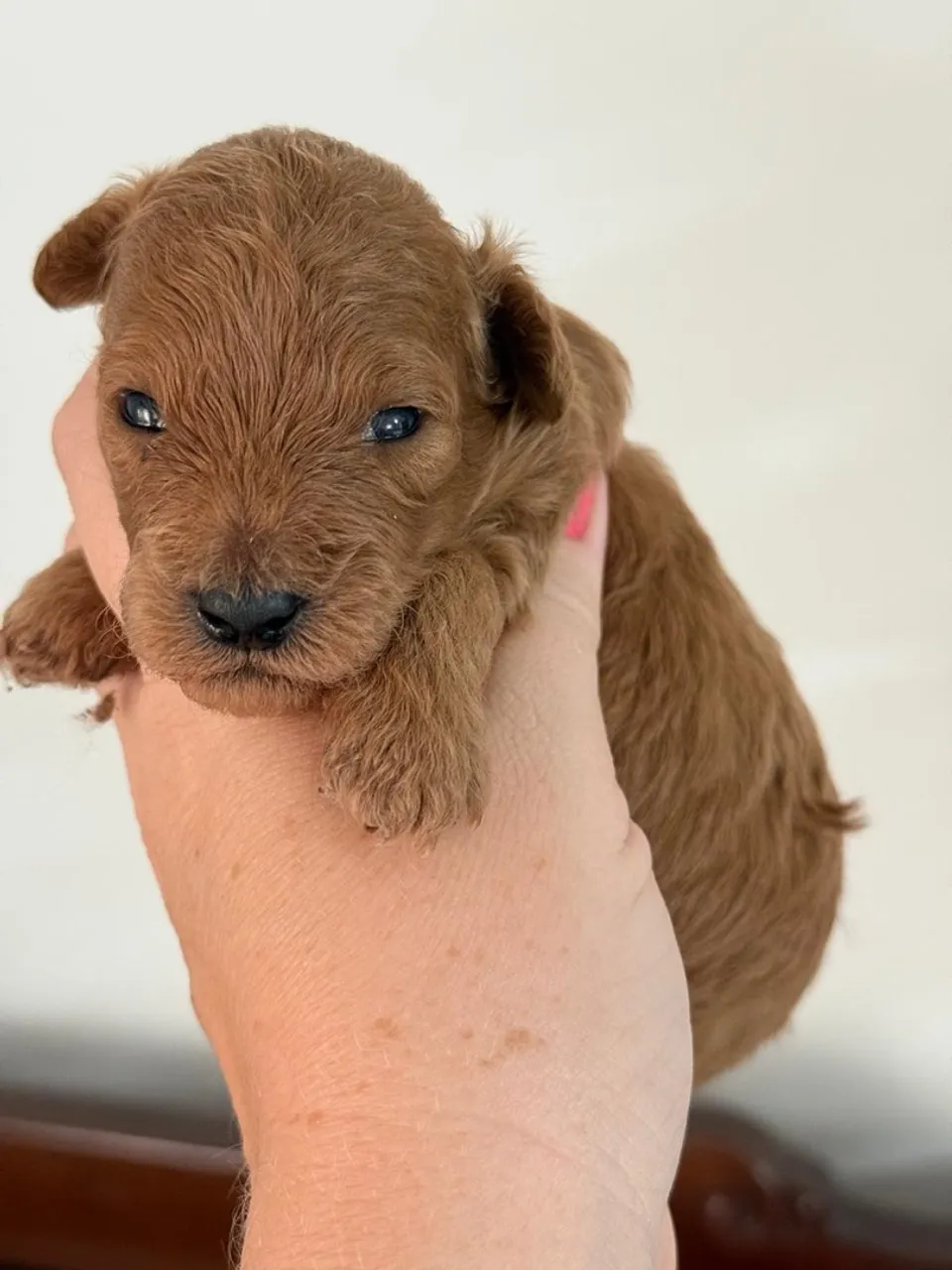Poodle Toy Red ( Venda Filhotes )