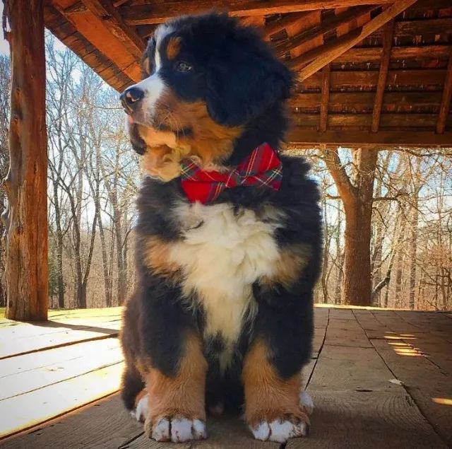  Venda De Filhote De Bernese Com Contrato