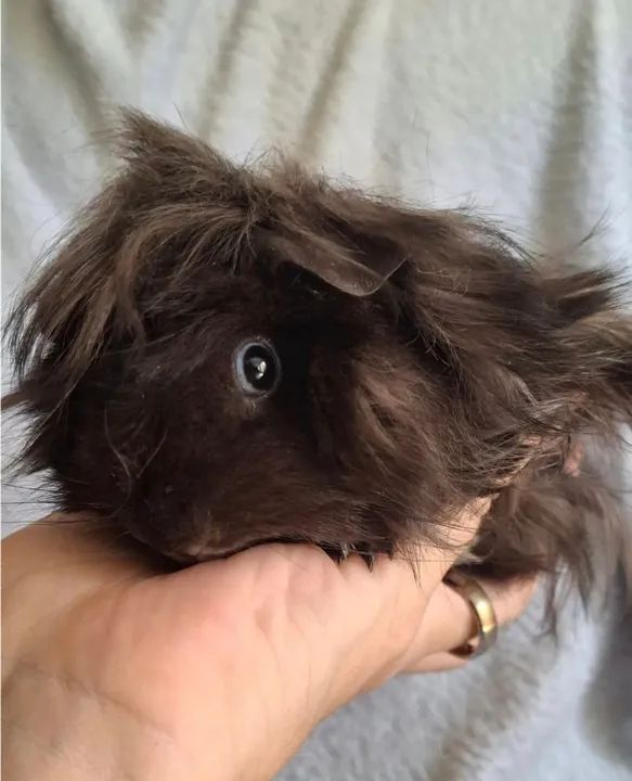 Porquinho da Índia Peruano  - Foto 4