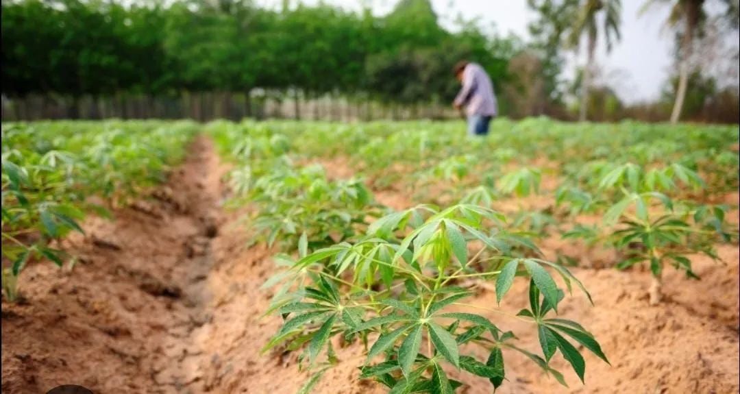 CONTRATO DE PLANTIO DE MANDIOCA 