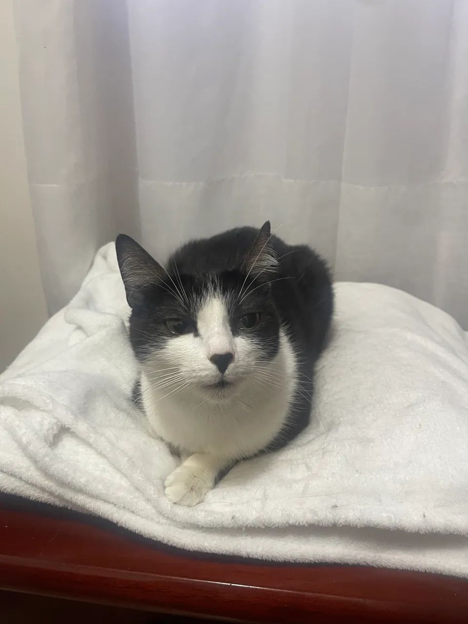 Doação Gato Fêmea Castrada 