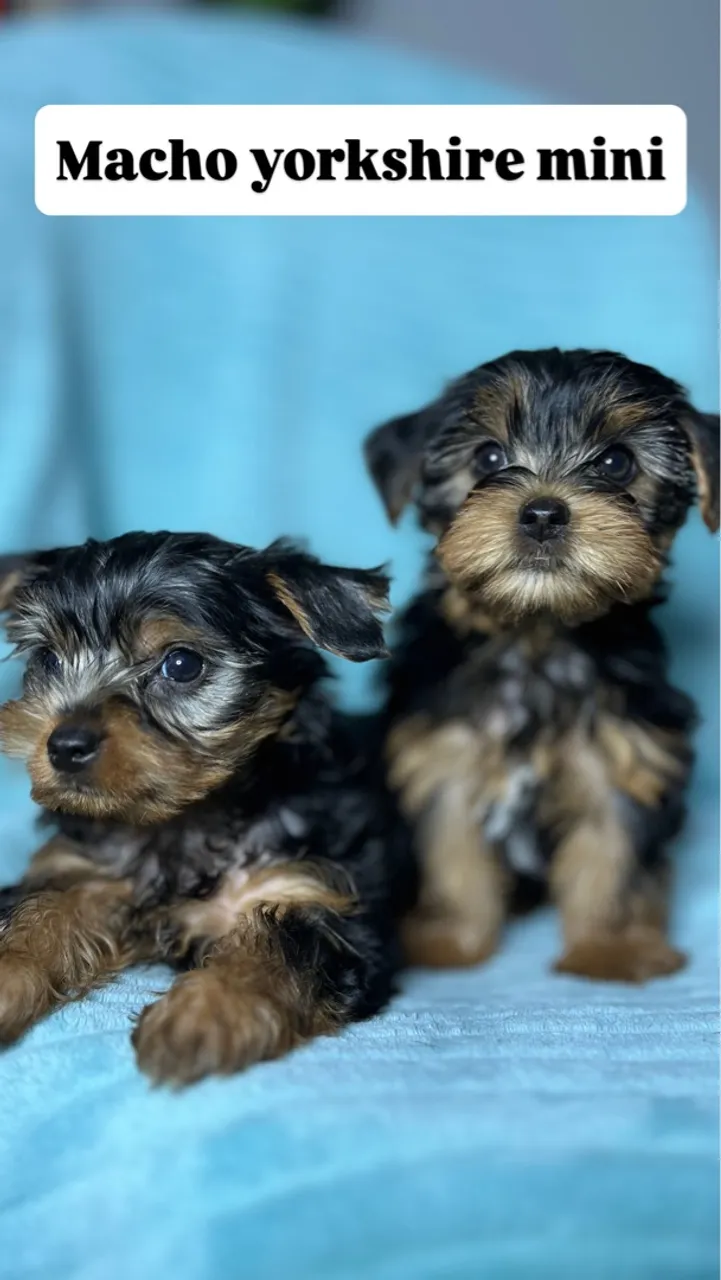 Filhotes Macho Yorkshire Mini