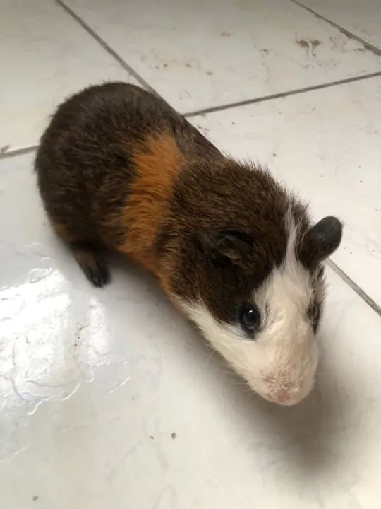 Porquinhos-da-índia  - Foto 2