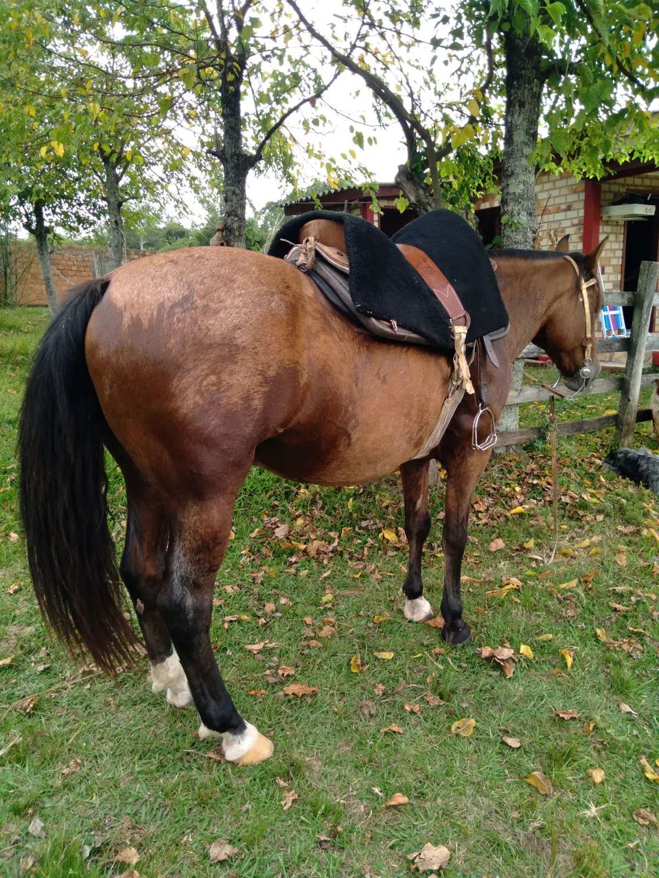 BARBADA, LINDO CAVALO CRIOULO, DE LAÇO, TÓP.