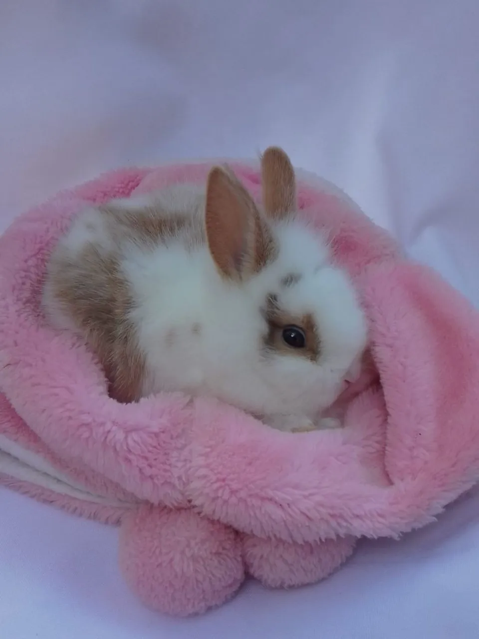 Coelho femea mini com 2 meses