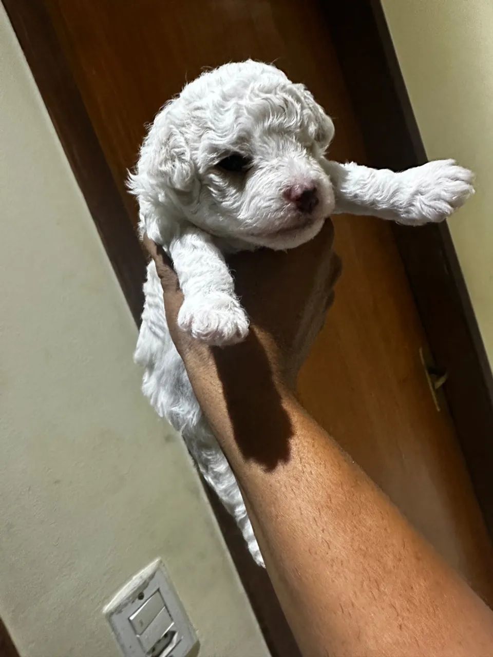Poodle número 1 