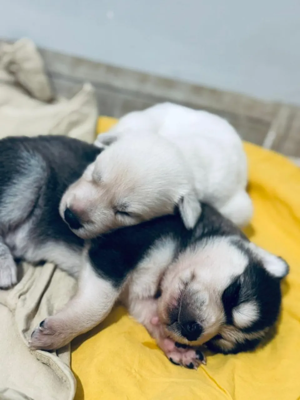 Filhotes de Husky Siberiano a venda 