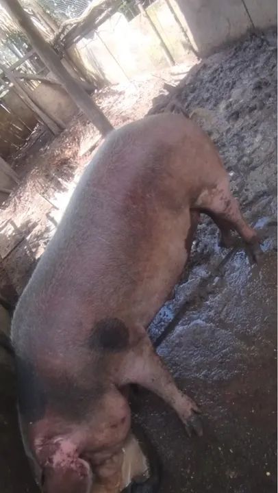 Porca para venda - Foto 5