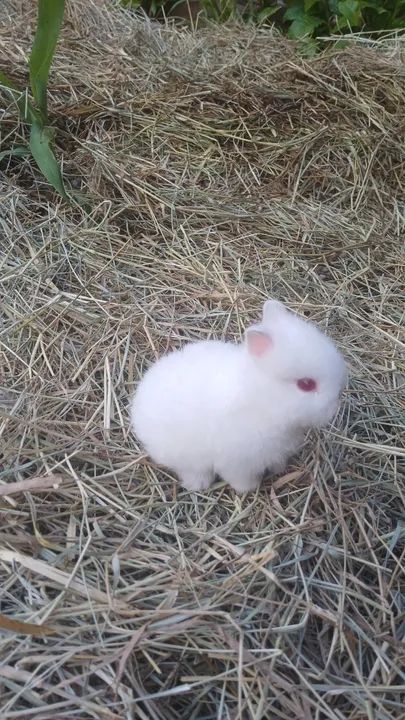 Mini Coelho netherland  - Foto 4