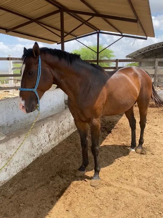 Cavalo Quarto de Milha Puro - Foto 3